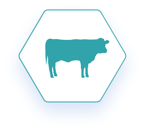 Hexagonal icon with beef cattle