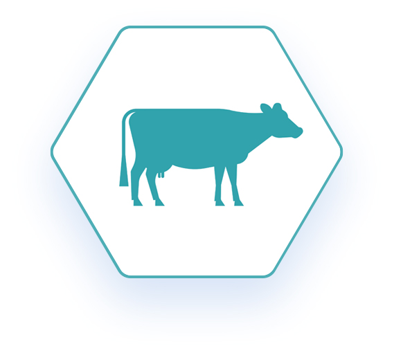 Hexagon shaped network logo with a blue outline of a dairy cow