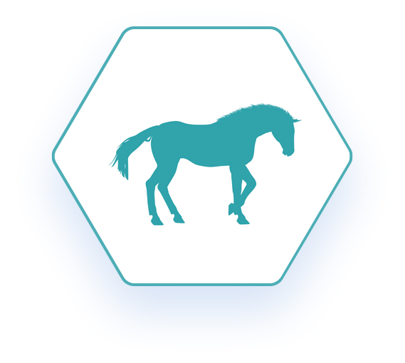 Hexagon shaped network logo with a blue outline of a horse