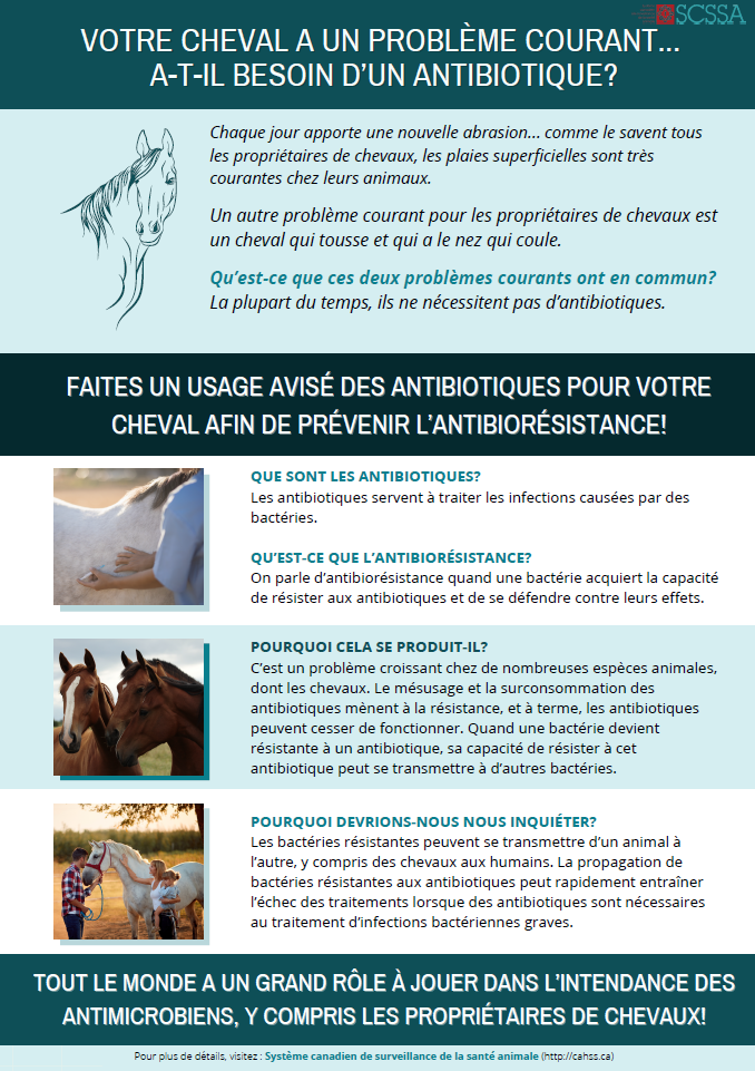 Votre cheval a un problème courant... A-t-il besoin d’un antibiotique?