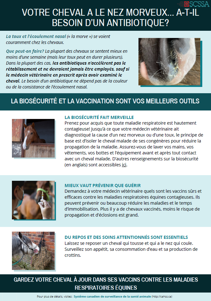 Votre cheval a le nez morveux... A-t-il Besoin d’un antibiotique?