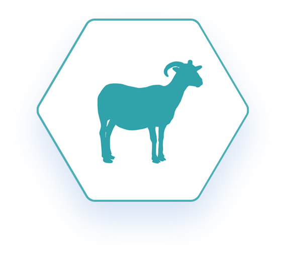 Hexagon shaped network logo with a blue outline of a goat
