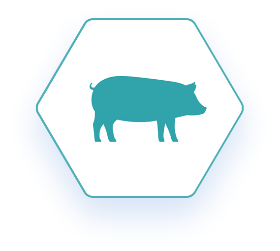 Hexagon shaped network logo with a blue outline of a pig